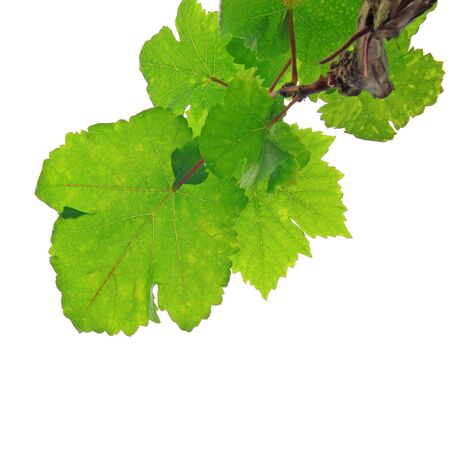 Green grape leaves on white backgroundの写真素材