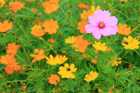 Cosmos Flowersの写真素材