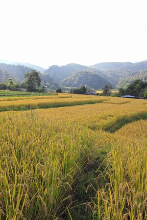 paddy field in northern of Thailand, Chaingmaiの写真素材