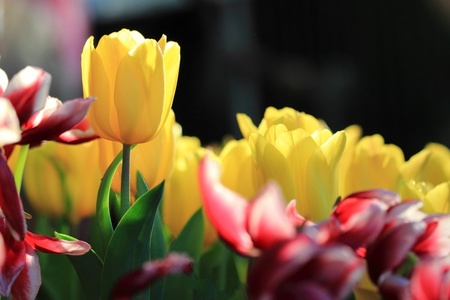 Beautiful blossoming tulip flowersの写真素材