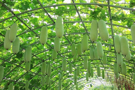 Wax gourd or Chalkumra or winter melonの写真素材