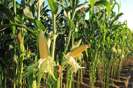 corn field, corn on the cobの写真素材
