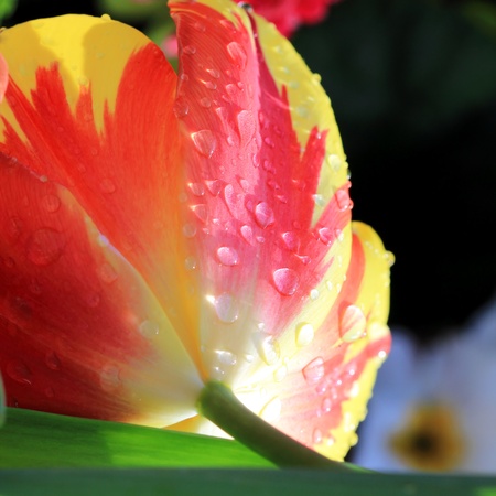 Close up of water drops on tulip flowerの写真素材