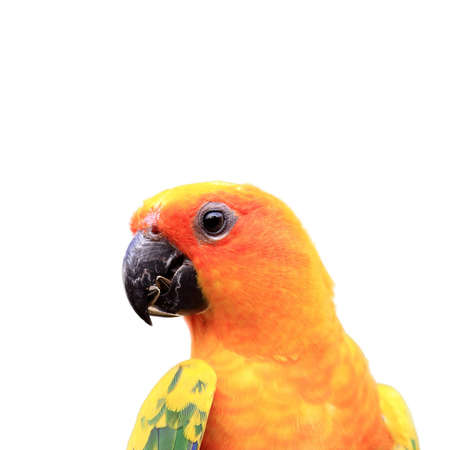 Colourful parrot bird on white backgroundの写真素材