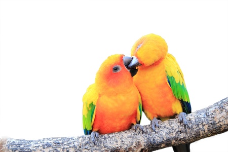 Colourful parrot bird on white backgroundの写真素材