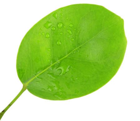 green leaf with water dropsの写真素材