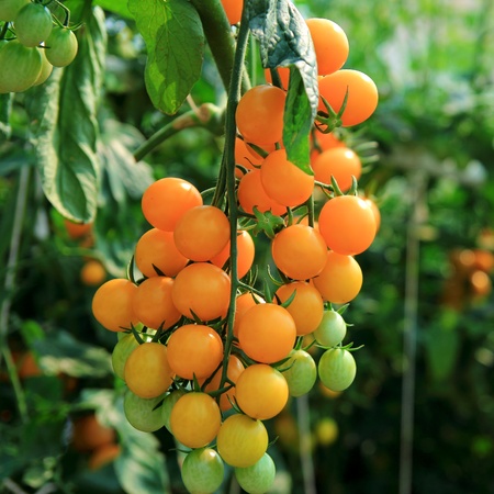 Close up of fresh orange tomatoes still on the plantの写真素材