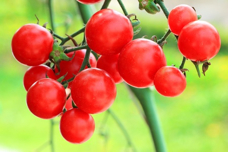 Close up of fresh red tomatoes still on the plantの写真素材