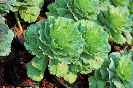 lettuce growing in the soil の写真素材
