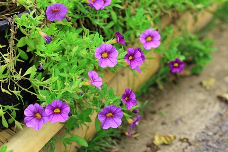 Petunias flowerの写真素材
