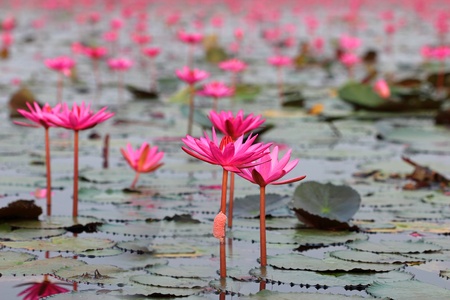 Lotus fieldの写真素材