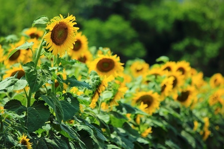 sunflower in the fieldの写真素材