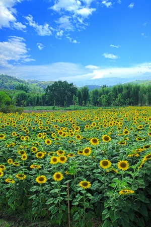 sunflower in the field with blue skyの写真素材