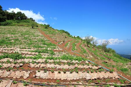 Agricultural field on hillの写真素材