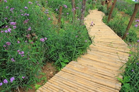 Bamboo pathway with flower fieldの写真素材