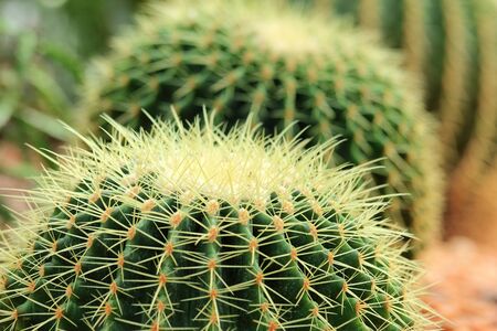 Beautiful of cactusの写真素材