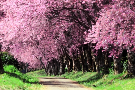 Cherry Blossom Pathway in ChiangMai, Thailandの写真素材