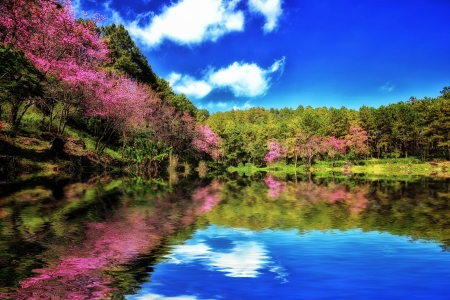 Cherry blossom in springtimeの写真素材