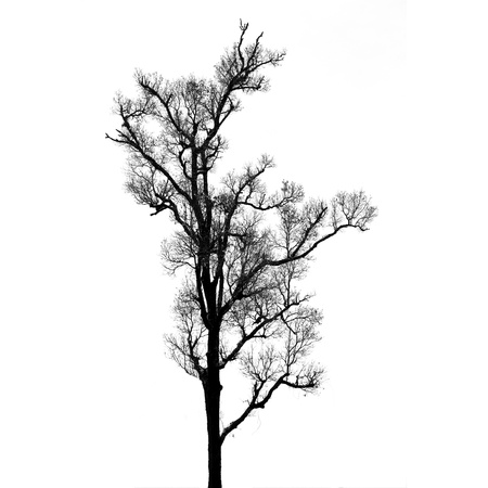 Dead and dry tree is isolated on white backgroundの写真素材