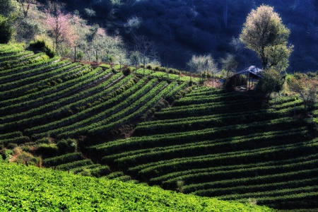 Strawberry fieldの写真素材