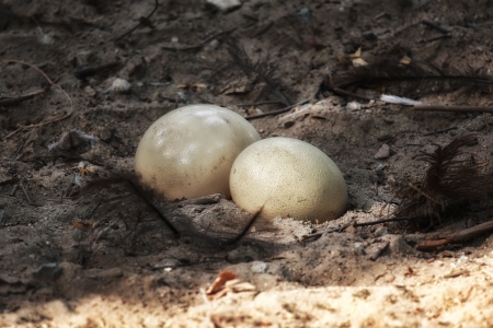 Ostrich eggs の写真素材