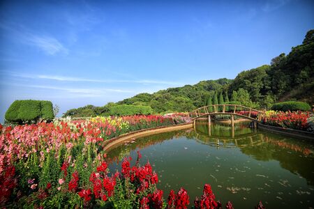 flower field and blue skyの写真素材