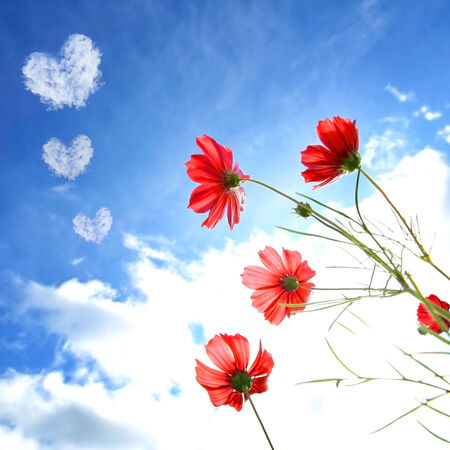 cosmos flowersの写真素材