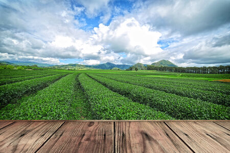 wood floor on tea plantationの写真素材