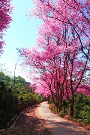 Cherry Blossom Pathway in ChiangMai, Thailandの写真素材