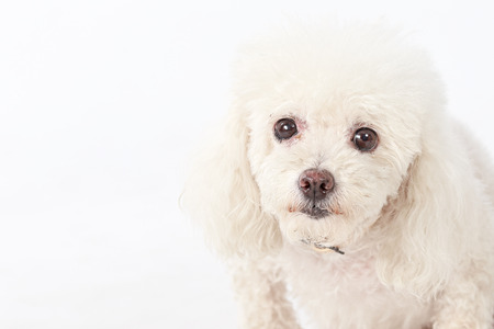 Poodle Dogの写真素材