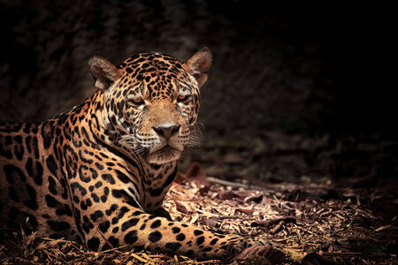 Close up of leopard with intense eyesの写真素材