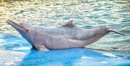 dolphinの写真素材