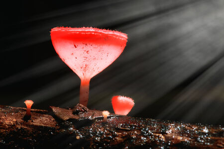 Pink Burn Cup or Fungi Cup mushroom in forestの写真素材