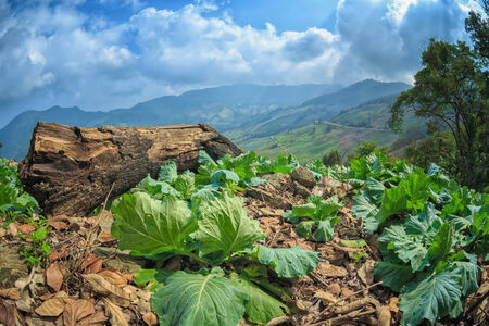 cabbage field on the mountainの写真素材