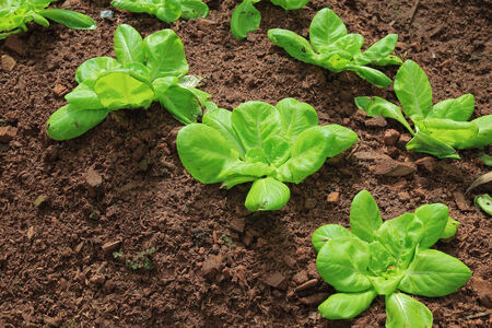 lettuce gardenの写真素材