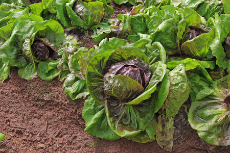 lettuce gardenの写真素材