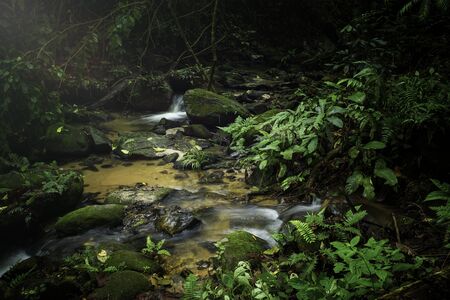 Stream in the forest