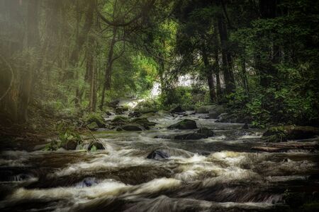 Stream in the forestの写真素材