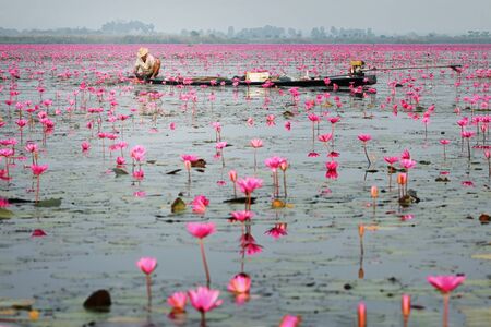 Fisherman working in pink lotus blossoms blooming on pondの写真素材