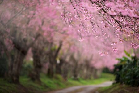 Cherry Blossom Pathway in Chiang Mai, Thailandの写真素材