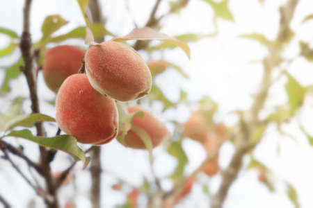 peach tree with fruitsの写真素材