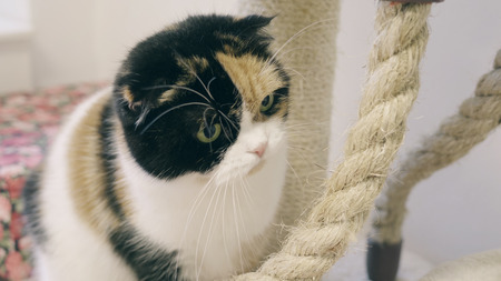 cat playing in the roomの写真素材