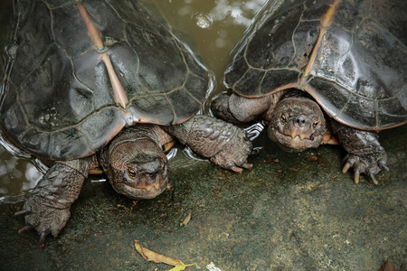 Two Turtlesの写真素材