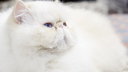 portrait of young beautiful white persian catの写真素材
