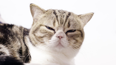 cat on white background
