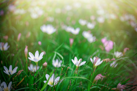 Rain Lily fieldの写真素材