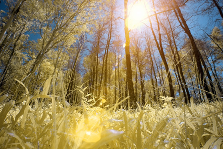 Beautiful romantic park with colorfu trees and sunlight autumn natural backgroundの写真素材