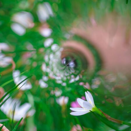 Flower field circle panoramaの写真素材