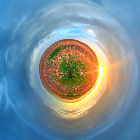 Circle panorama cosmos field