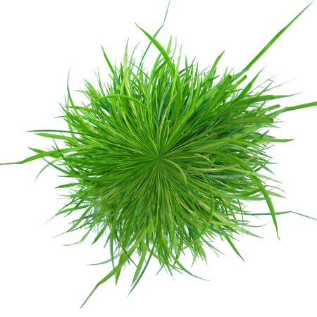 Grass on white backgroundの写真素材